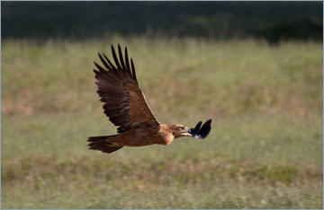 Raubadler / Tawny Eagle (Aquila rapax)