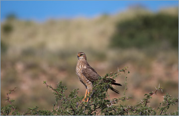 Heller Grauflügelhabicht, Weißbürzel-Singhabicht / Southern Pale Chanting Goshawk (Melierax canorus) - Jungvogel