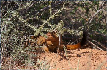 Schlankmanguste / Slender Mongoose (Galerella sanguinea)