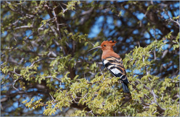 Wiedehopf / African Hoopoe (Upupa africana)