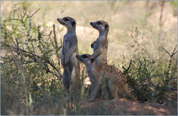 Erdmännchen / Suricate o. Meerkat (Suricata suricatta)