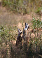 Erdmännchen / Suricate o. Meerkat (Suricata suricatta)