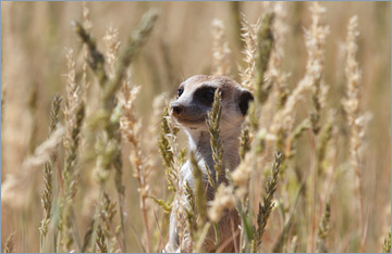 Erdmännchen / Suricate o. Meerkat (Suricata suricatta)