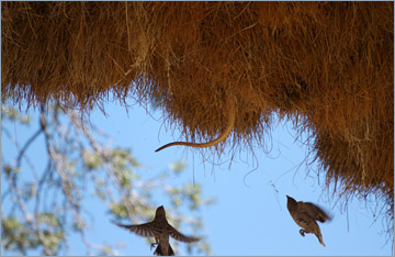 Die Webervögel verteidigen ihre Nester gegen die Kapkobra