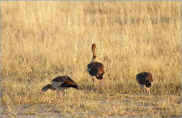 Nilgänse / Egyptian Goose (Alopochen aegyptiacus)