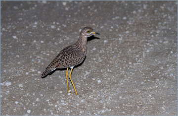 Kaptriel / Spotted Thick-knee (Burhinus capensis)