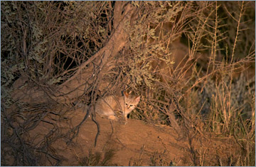 Afrikanische Wildkatze / African Wild Cat (Felis silvestris lybica)