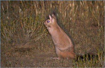 Springhase / Springhare (Pedetes capensis)