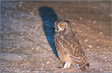 Fleckenuhu / Spotted Eagle-Owl (Bubo africanus)