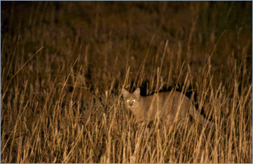 Afrikanische Wildkatze / African Wild Cat (Felis silvestris lybica)