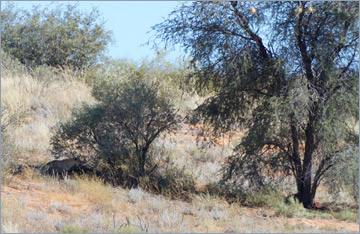 Leopard / Leopard (Panthera pardus)