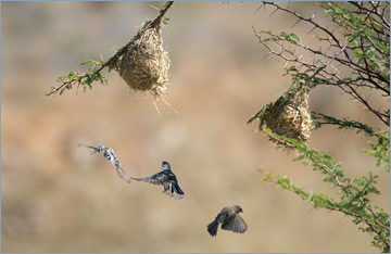 Schnurrbärtchen / Scaly-feathered Finch (Sporopipes squamifrons)