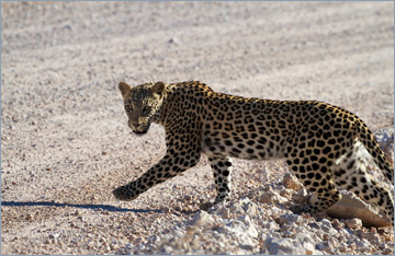 Leopard / Leopard (Panthera pardus)