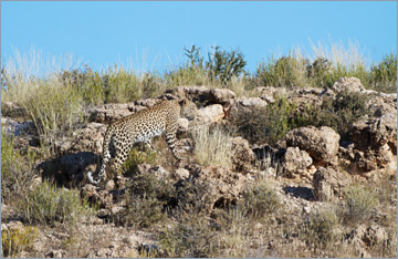 Leopard / Leopard (Panthera pardus)