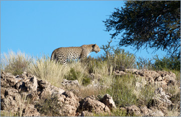 Leopard / Leopard (Panthera pardus)