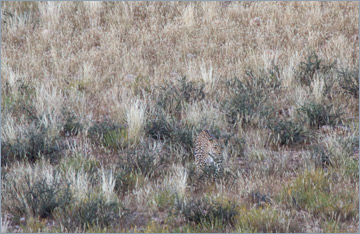 Leopard / Leopard (Panthera pardus)