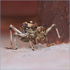 Armoured Ground Cricket (Acanthoplus discoidalis)