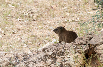 Klippschliefer / Rock Hyrax (Procavia capensis)