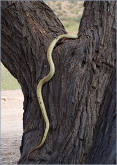 Kapkobra / Cape Cobra (Naja nivea)