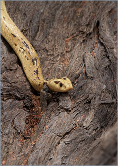 Kapkobra / Cape Cobra (Naja nivea)