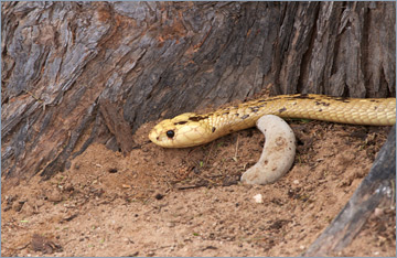 Kapkobra / Cape Cobra (Naja nivea)