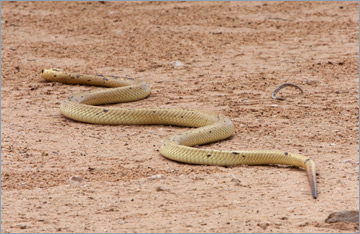 Kapkobra / Cape Cobra (Naja nivea)