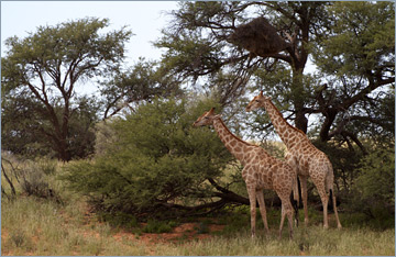 Giraffen / Giraffe (Giraffa camelopardalis)