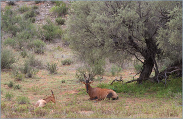 Kuhantilope mit Jungtier / Red Hartebeest (Alcelaphus buselaphus)