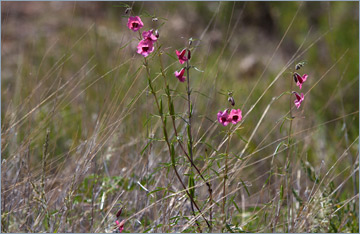 Blühender Kgalagadi Transfrontier Park