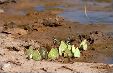 Schmetterlinge am Wasserloch