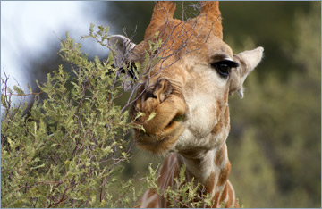 Giraffe / Giraffe (Giraffa camelopardalis)