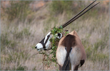 Oryxantilope / Gemsbok (Oryx gazella)