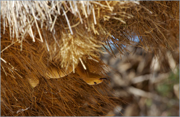 Kapkobra / Cape Cobra (Naja nivea)