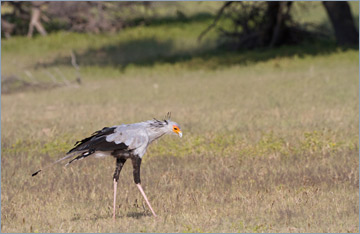 Sekretär / Secretary Bird (Sagittarius serpentarius)