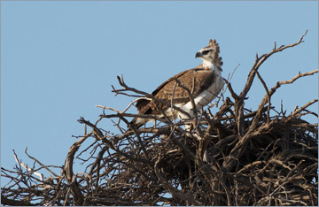 Kampfadler / Martial Eagle (Polemaetus bellicosus)