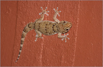Bibrons Dickfingergecko / Bibron's Gecko (Pachydactylus bibronii)