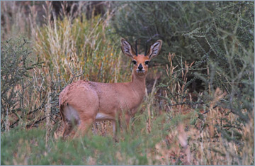 Steinböckchen / Steenbok (Raphicerus campestris)