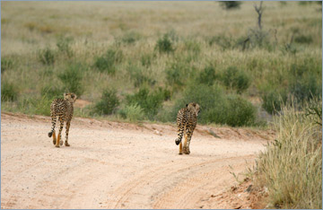 Geparde / Cheetah (Acinonyx jubatus)