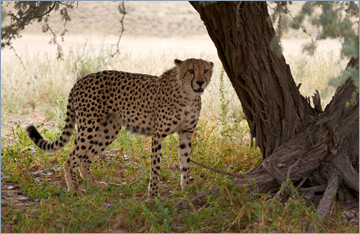 Gepard / Cheetah (Acinonyx jubatus)