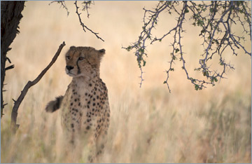 Gepard / Cheetah (Acinonyx jubatus)