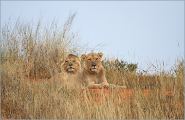 Löwen / Lion (Panthera leo)