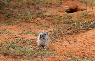 Brants' Pfeifratte / Brants' Whistling Rat (Parotomys brantsii)