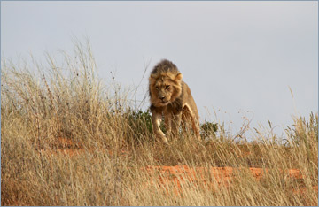 Löwe / Lion (Panthera leo)
