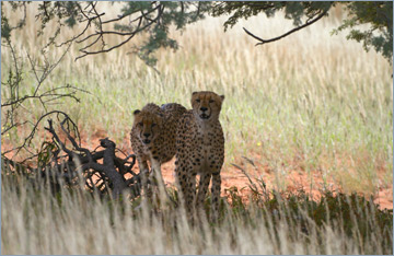 Geparde / Cheetah (Acinonyx jubatus)