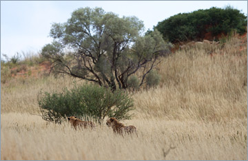 Geparde laufen am Löwen (oben rechts) vorbei