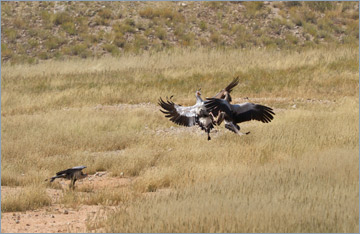 Sekretär / Secretary Bird (Sagittarius serpentarius)