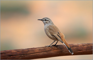 Kalahariheckensänger / Kalahari Scrub-Robin (Cercotrichas paena)