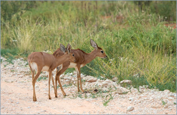 Steinböckchen / Steenbok (Raphicerus campestris)