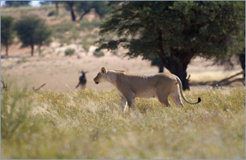 Löwen / Lion (Panthera leo)