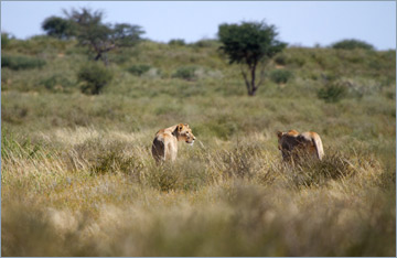 Löwen / Lion (Panthera leo)